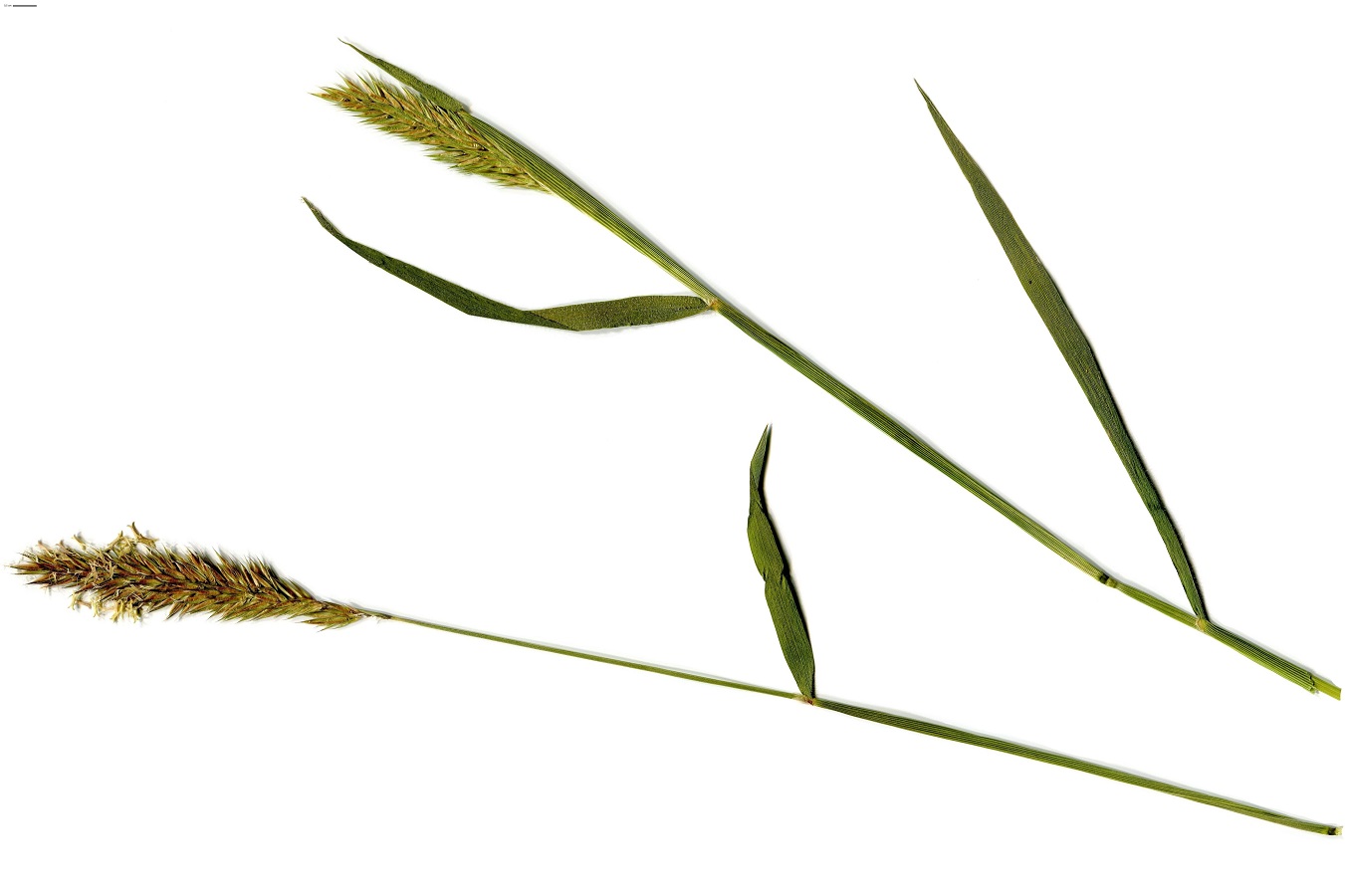 Anthoxanthum odoratum (Poaceae)
